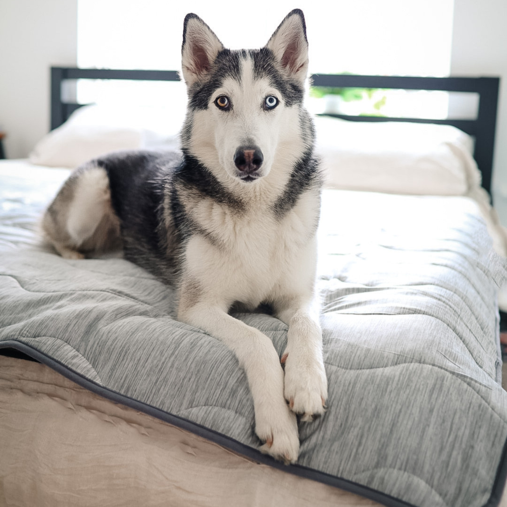 PupChill™ Hundfilt ? Optimal Komfort och Skydd för Din Pälskling 2