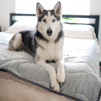 PupChill™ Hundfilt ? Optimal Komfort och Skydd för Din Pälskling 2