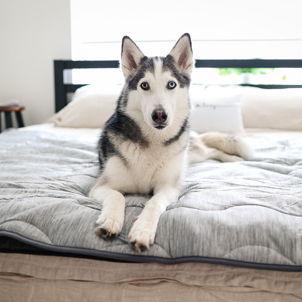 PupChill™ Hundfilt ? Optimal Komfort och Skydd för Din Pälskling 8