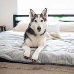 PupChill™ Hundfilt ? Optimal Komfort och Skydd för Din Pälskling 8